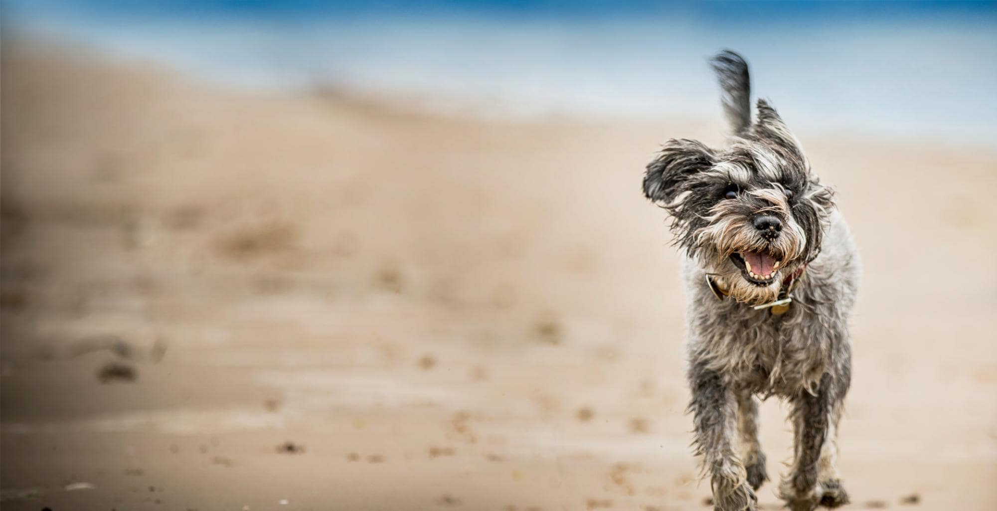 Ziwi natural pet food for cats and dogs